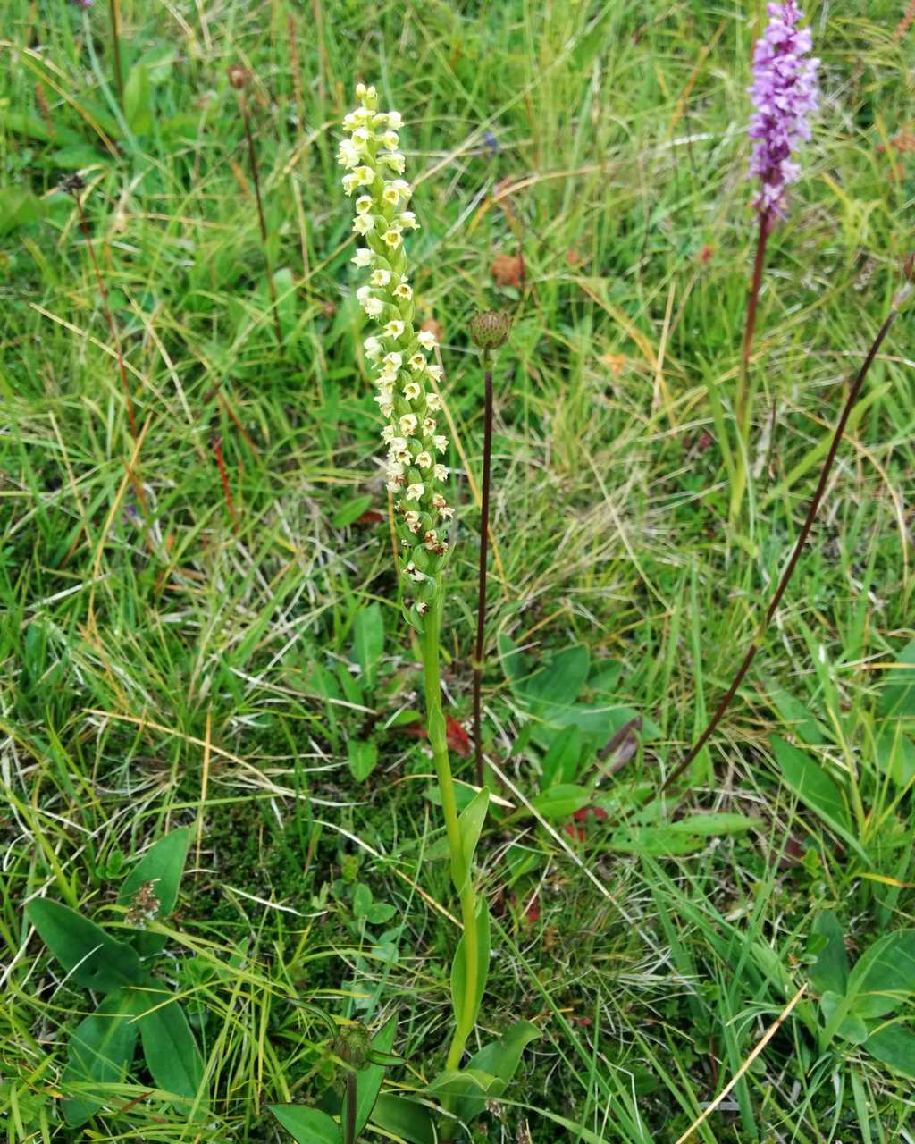 Pseudorchis albida